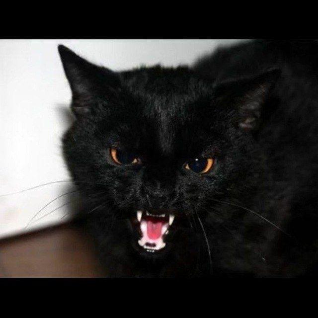 Main Black cat