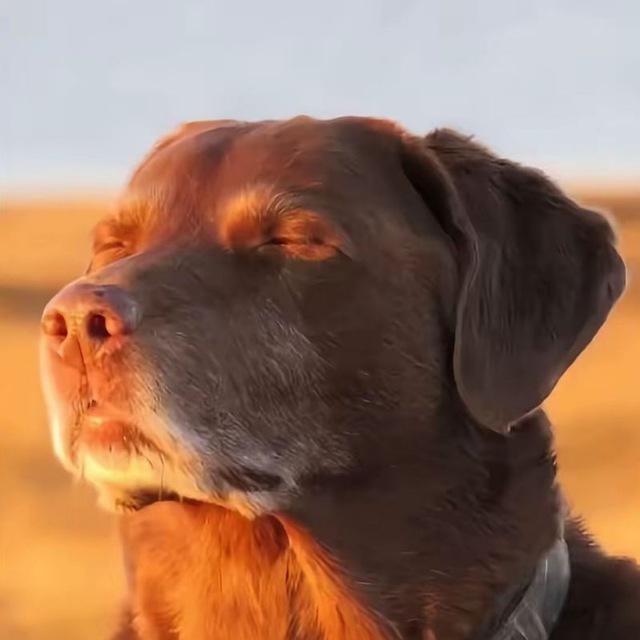 woodyxx