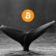 Mobydick | Whale Trades, Liquidations & Crypto Futures Signals