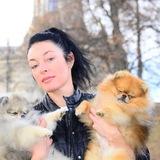 Kalugina Irina | Pomeranian