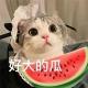 吃瓜 猎奇 热门 搞笑