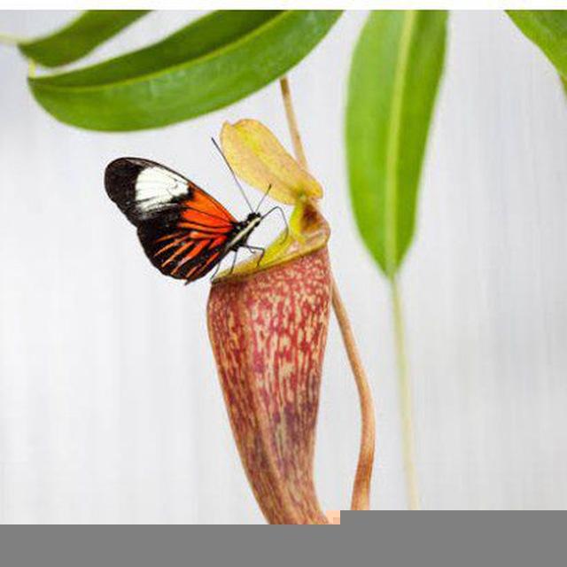 Msc (botany & Zoology)Bsc,Csir,etc. books