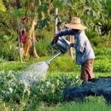 Khmer Agriculture KH