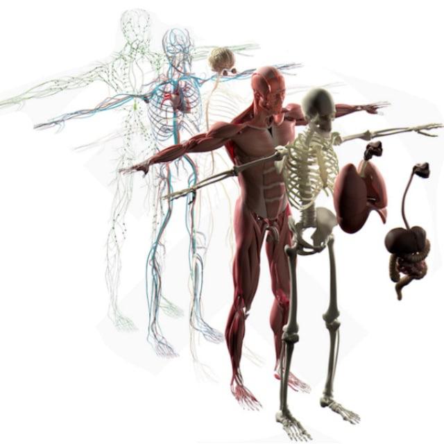 Anatomie Physiologie et Pathologies