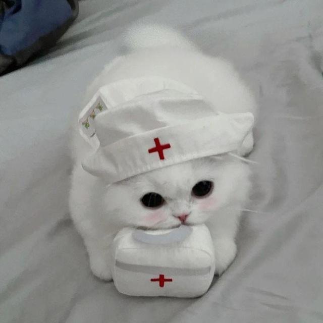 жесть котята блин
