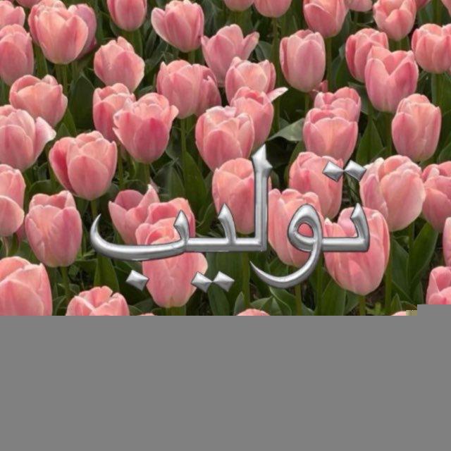 توليب .
