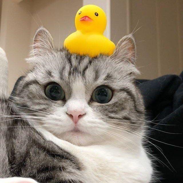 ♡Прикольные Стикеры/языки/темы♡