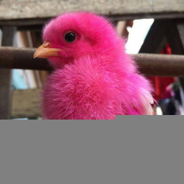 angel_koko