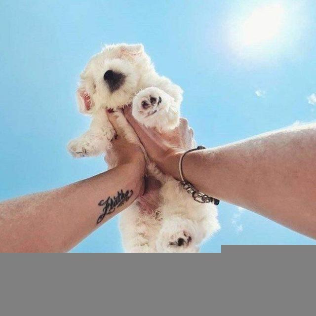 чат Продажа и покупка щенка🐾🐾🐾