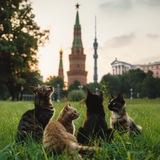 Животные СВАО | МОСКВА