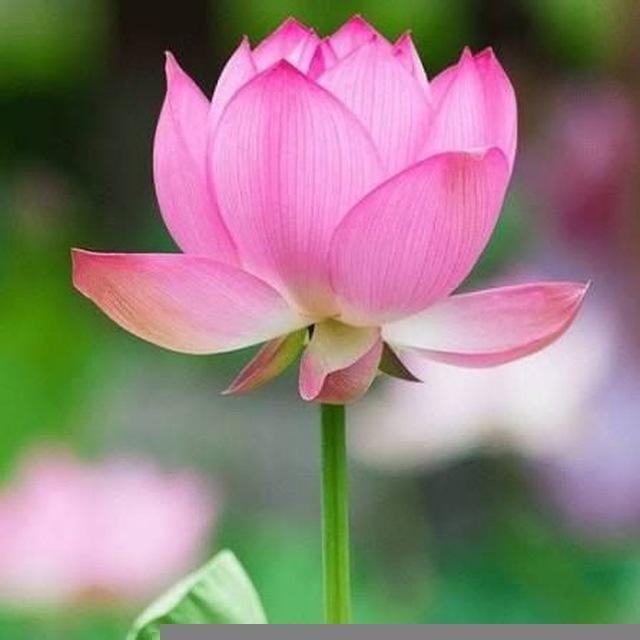 Bjp4bharatiya