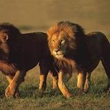 حیوانــــا ت 👽/ animals