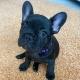 French Bulldog Puppies