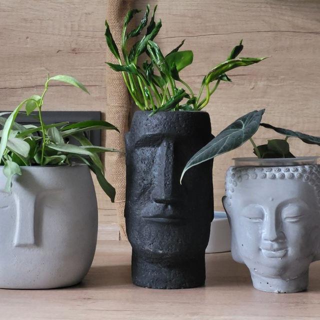 🍂🍃Plants_fans 🍂🍃| Комнатные растения