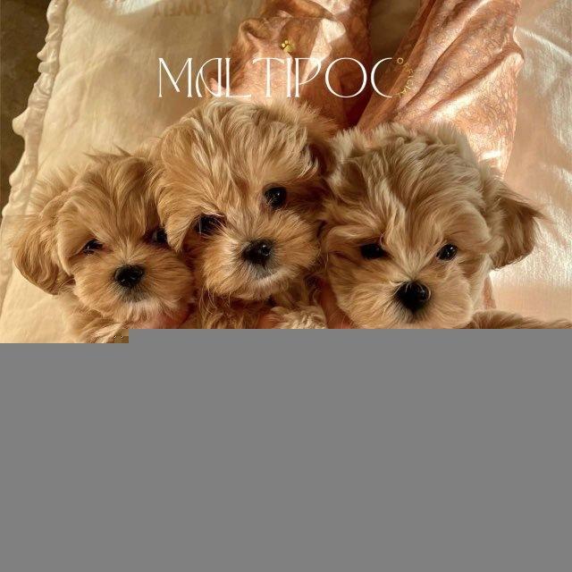 Maltipoo Official | щенки мальтипу | Москва