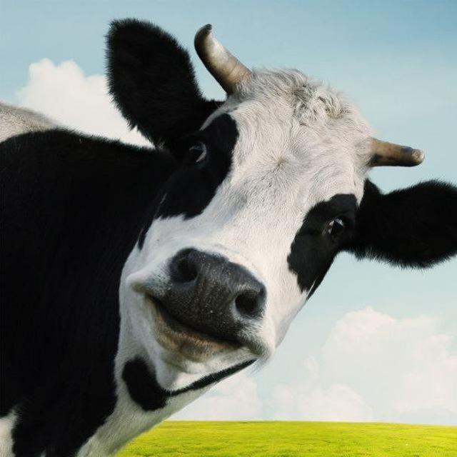Jual beli sapi 🐮🥬