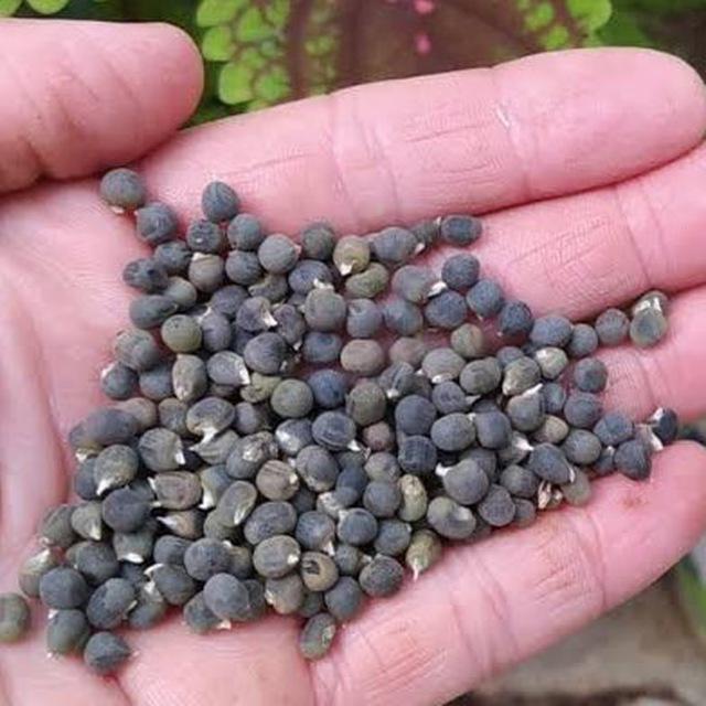 Ata Tohumu ve Sağlıklı Tarım Farkındalığı Paylaşım Grubu 1