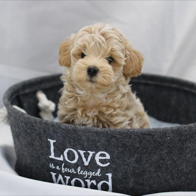@Maltipoo_dreams_