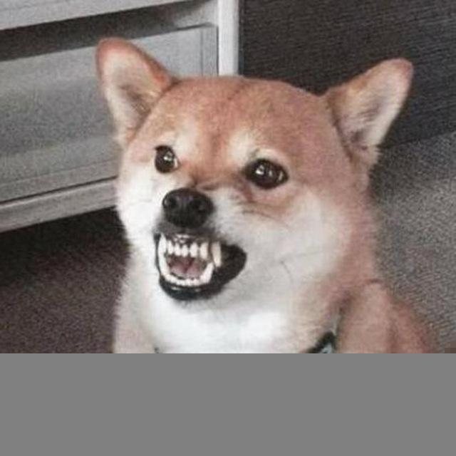 Doggo