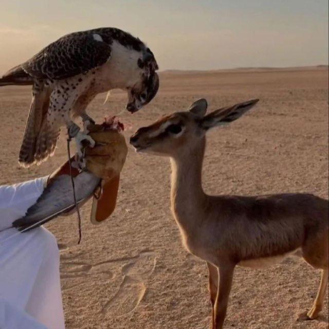 ­­­­­­مجلّة قصيد
