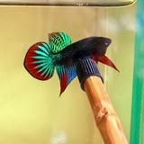 Sodear Betta