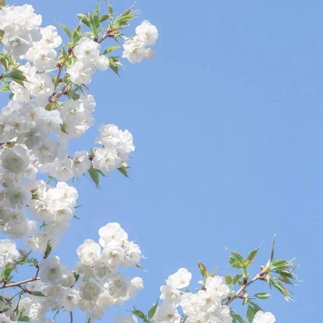 朝花夕拾
