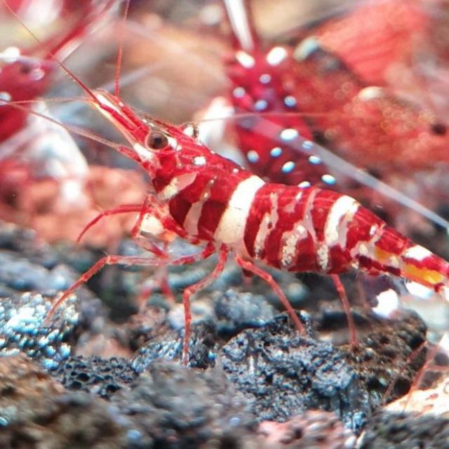 SHRIMP DISCUSSION SG