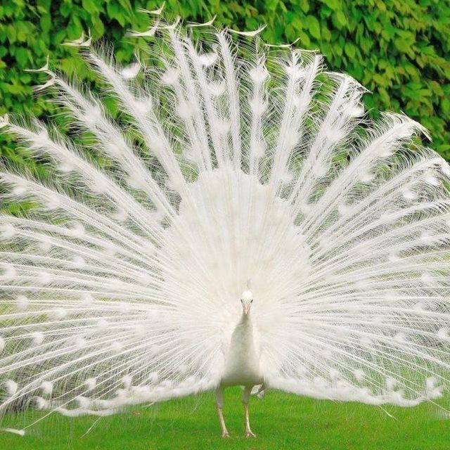 Wisdom & Beauty