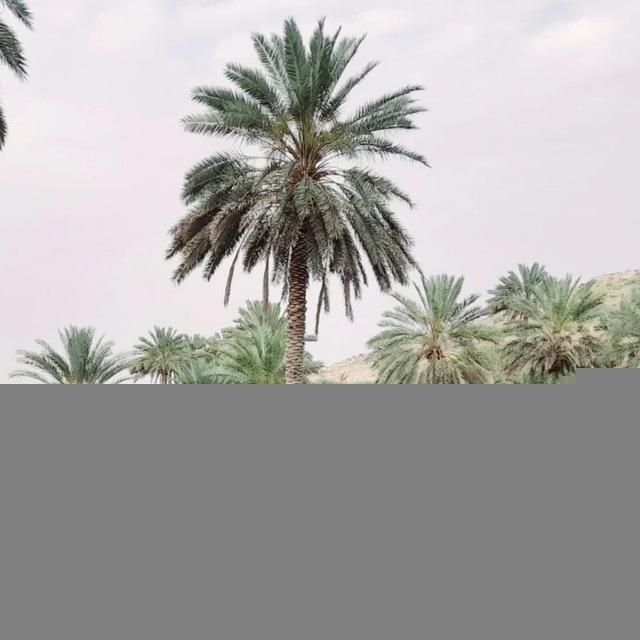 سعيد بوسامر