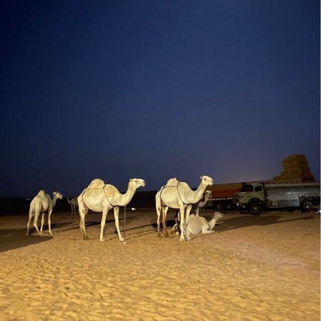 قصِيدي وَ خلف بِن هذال🌷..
