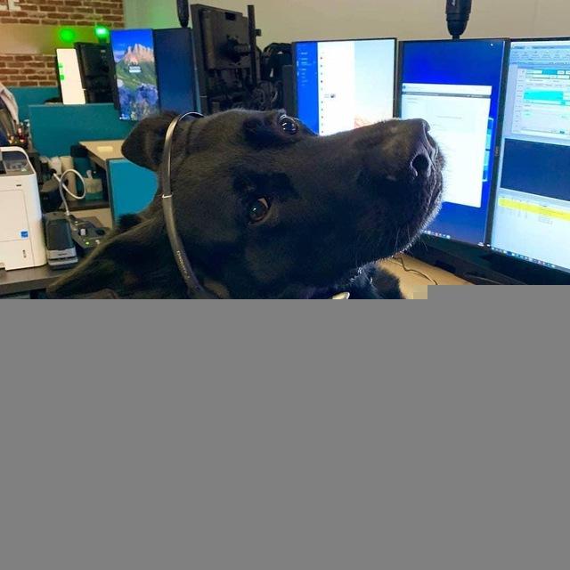 Good Dog GIFs