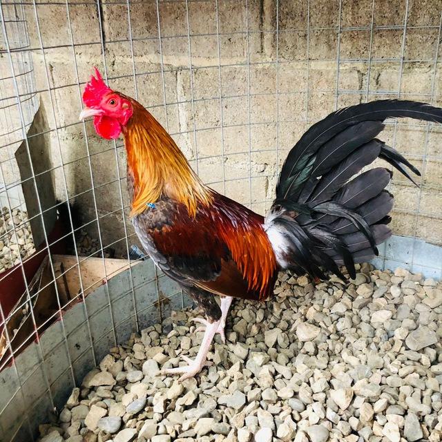Rafael Páz gallos 🐓 @rafaelpazgallos