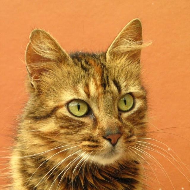Gatos en adopción