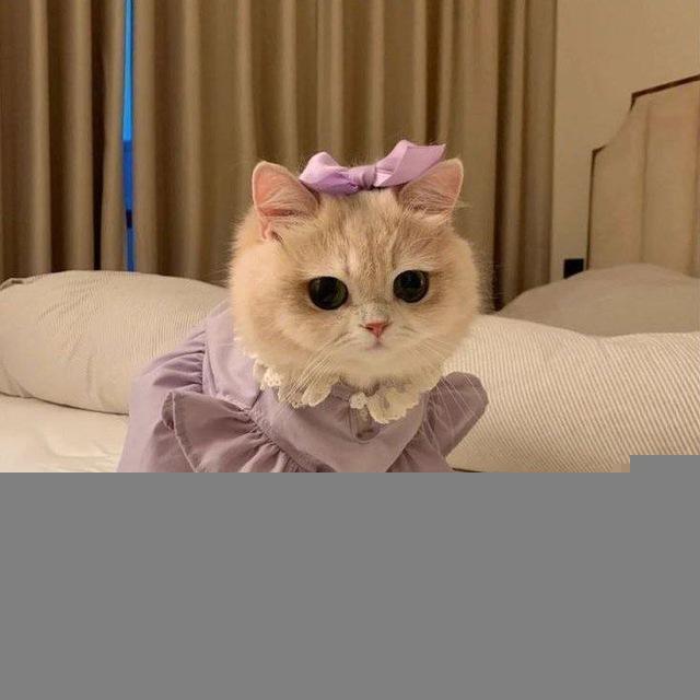 مخطوطاتي•••