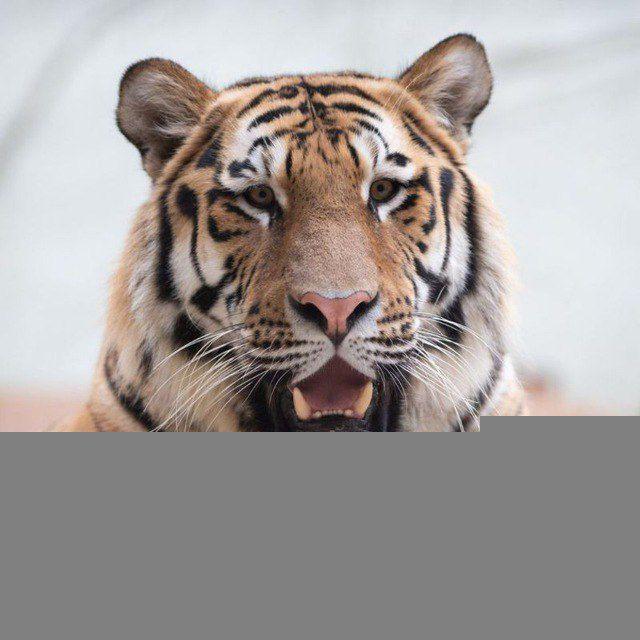 TIGER MEMAN( Calling 📞 )