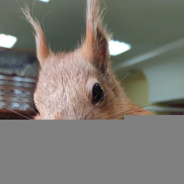 НАСКА