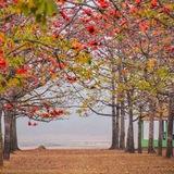 শিমুল বাগান