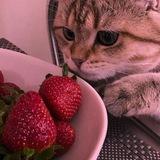 ♡تـوت فـرنـگی🍓