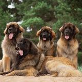 leonberger.pro