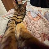 кот скуфик