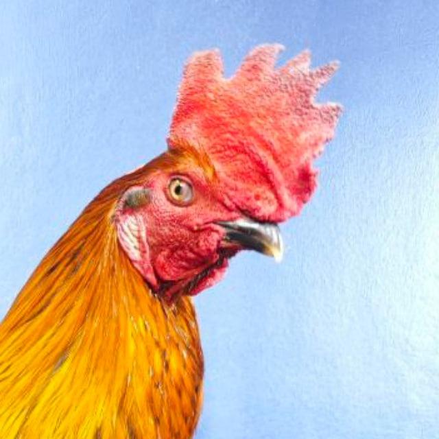 កសិដ្ឋានបក្សីព្រះអាទិត្យ🐔
