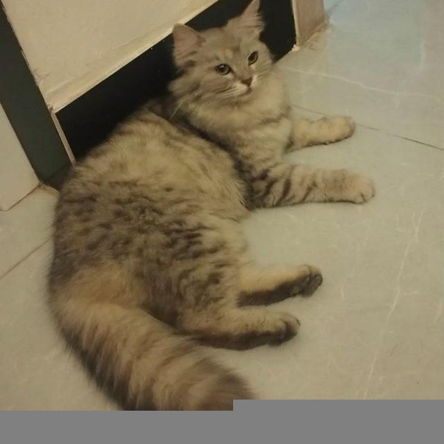 غِـفورة