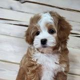 Malti_pushka❤️ ❤️ ( Мальтипу щенки Maltipoo) кавапу и пуделя.