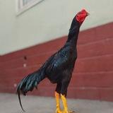 🔥Zotdor