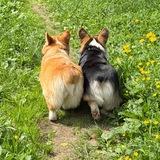 Polly Ronni Corgi 🐶🩷
