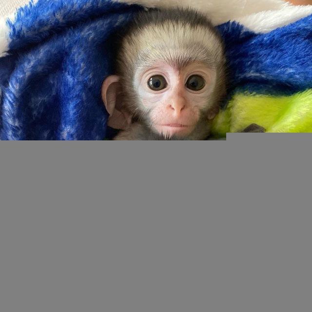 CAPUCHIN MONKEYS FOR RE-HOMING
