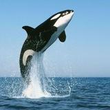 Crypto Whales Pump