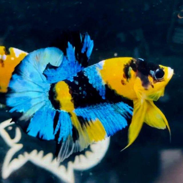 BETTA KOMPONGCHAN 🐠🐟🐬