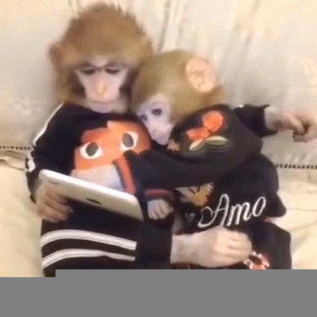 Бибизяны| Стикеры и гиф🙈