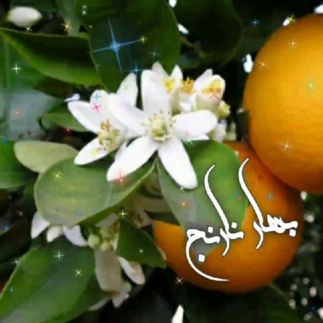 شعر بهـارنـارنـ🍃ـج